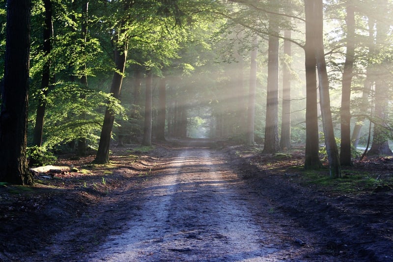 Magical Forest