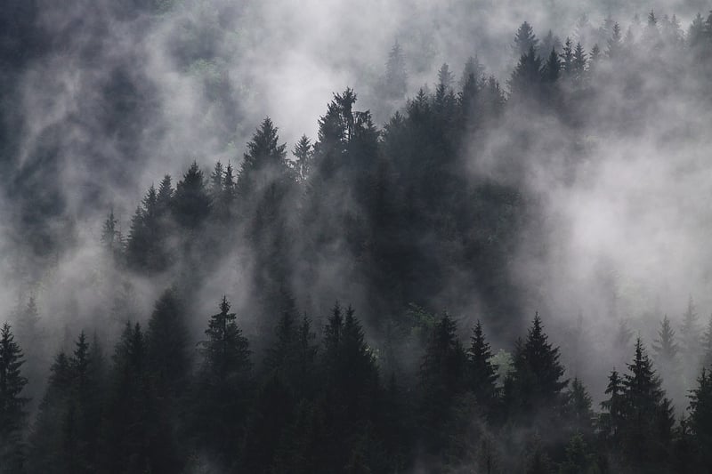 Enchanted Woods