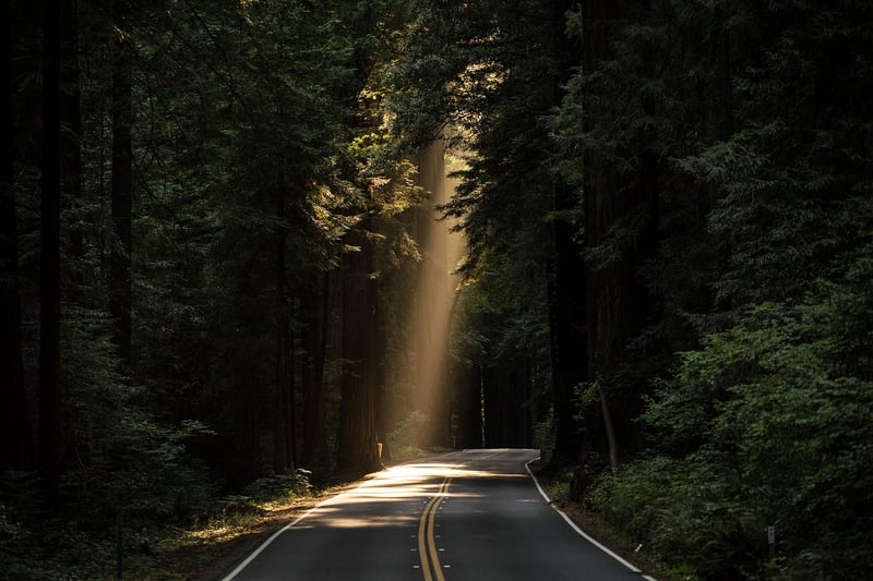 Forest Pathway